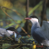 Whiskered Tern